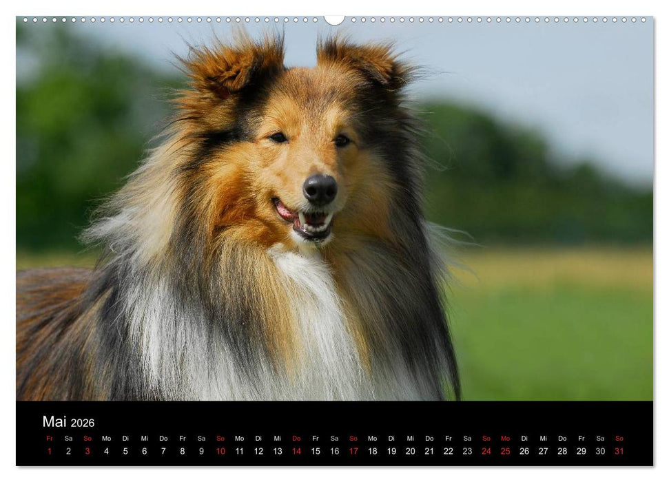 Sheltie 2026 (CALVENDO Wandkalender 2026)