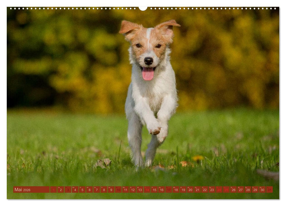 Faszination Hund (CALVENDO Wandkalender 2026)