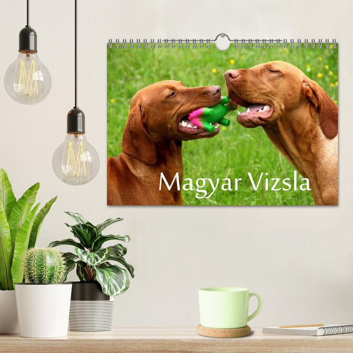 Magyar Vizsla (CALVENDO Wandkalender 2026)
