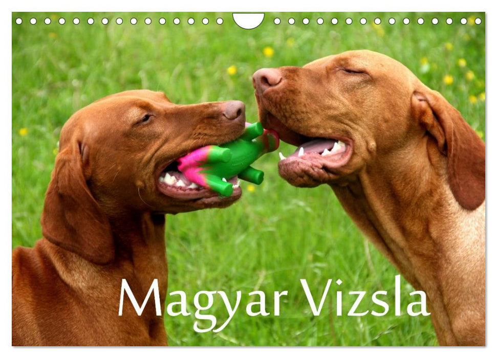 Magyar Vizsla (CALVENDO Wandkalender 2026)