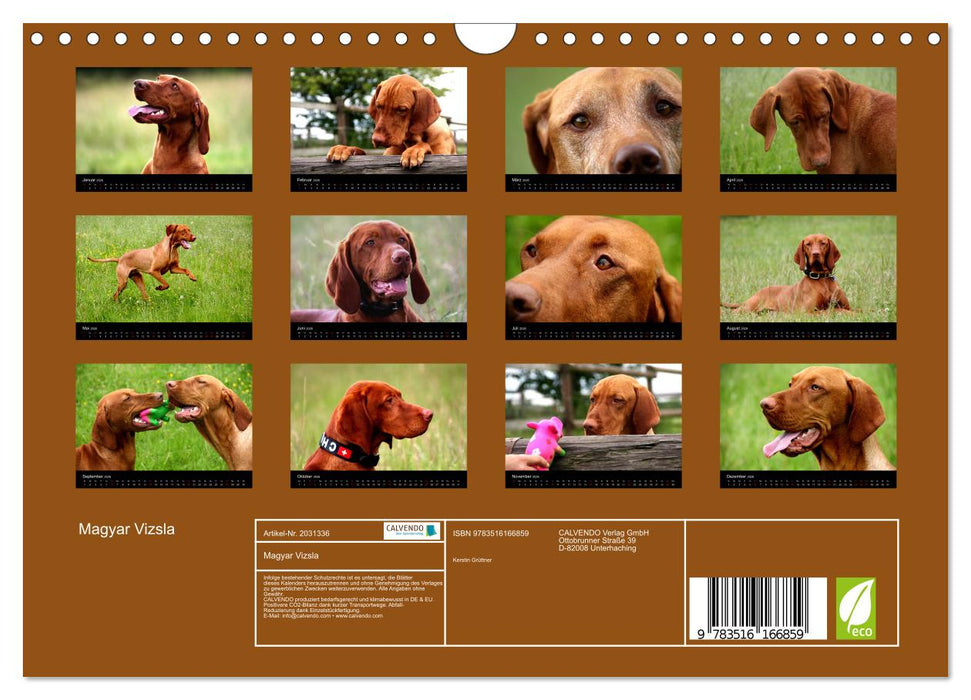 Magyar Vizsla (CALVENDO Wandkalender 2026)