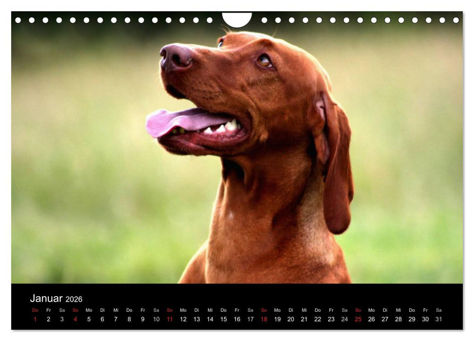Magyar Vizsla (CALVENDO Wandkalender 2026)