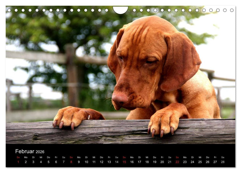 Magyar Vizsla (CALVENDO Wandkalender 2026)
