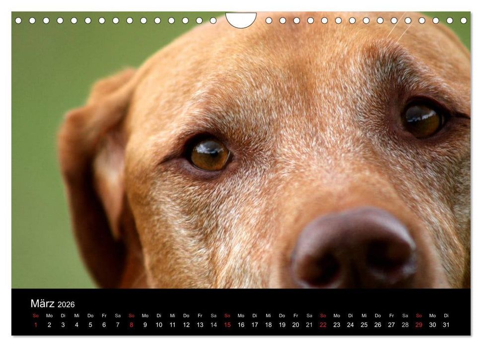 Magyar Vizsla (CALVENDO Wandkalender 2026)