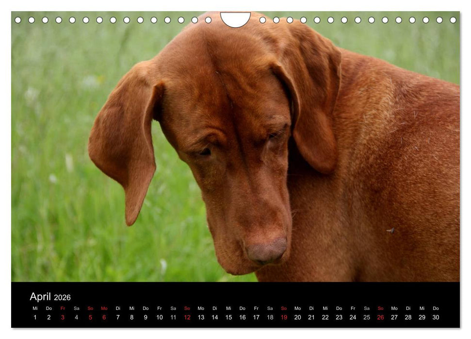Magyar Vizsla (CALVENDO Wandkalender 2026)
