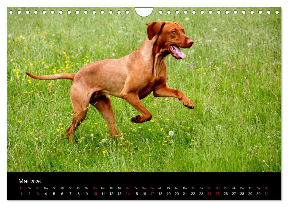 Magyar Vizsla (CALVENDO Wandkalender 2026)