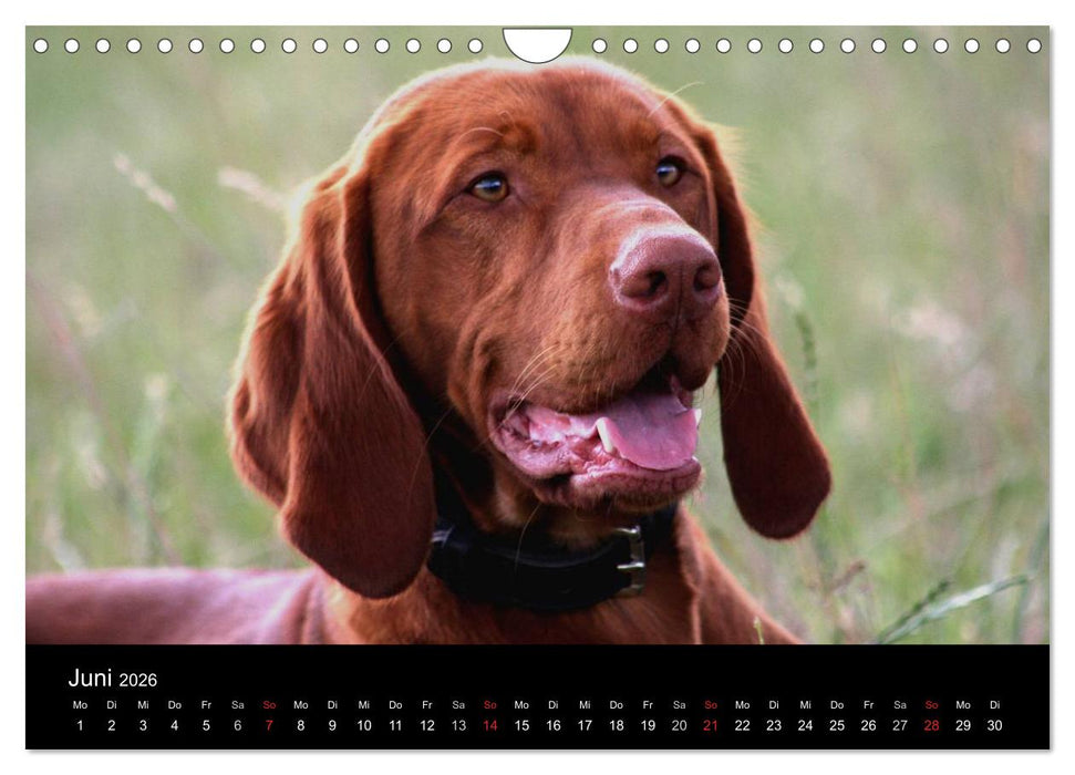 Magyar Vizsla (CALVENDO Wandkalender 2026)