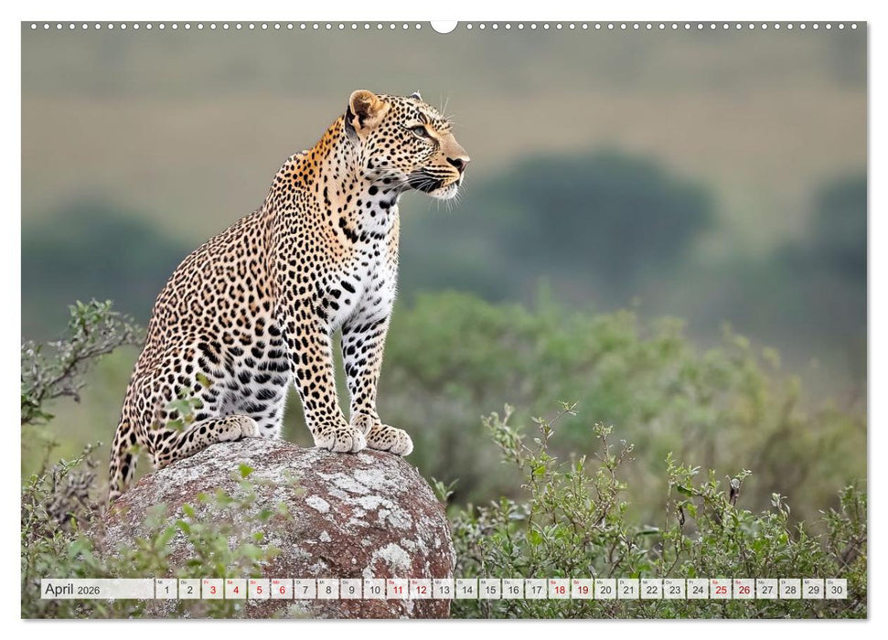 TIERWELT AFRIKA Faszination Wildnis (CALVENDO Premium Wandkalender 2026)