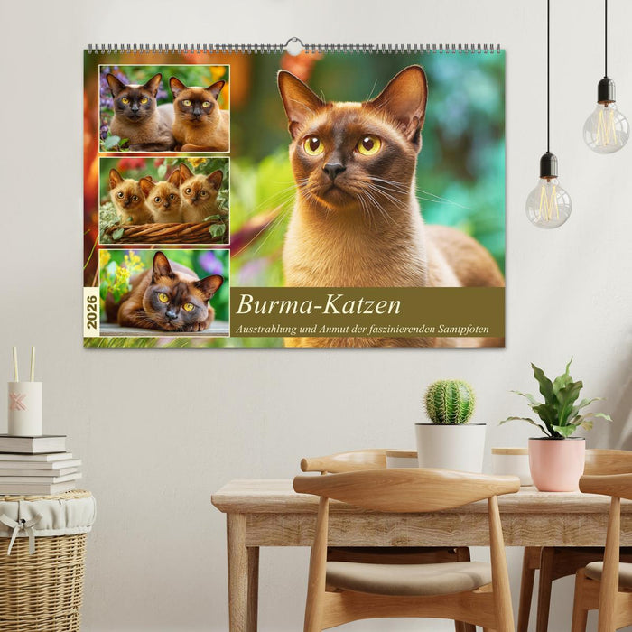 Burma-Katzen. Ausstrahlung und Anmut der faszinierenden Samtpfoten (CALVENDO Wandkalender 2026)