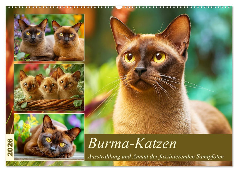 Burma-Katzen. Ausstrahlung und Anmut der faszinierenden Samtpfoten (CALVENDO Wandkalender 2026)