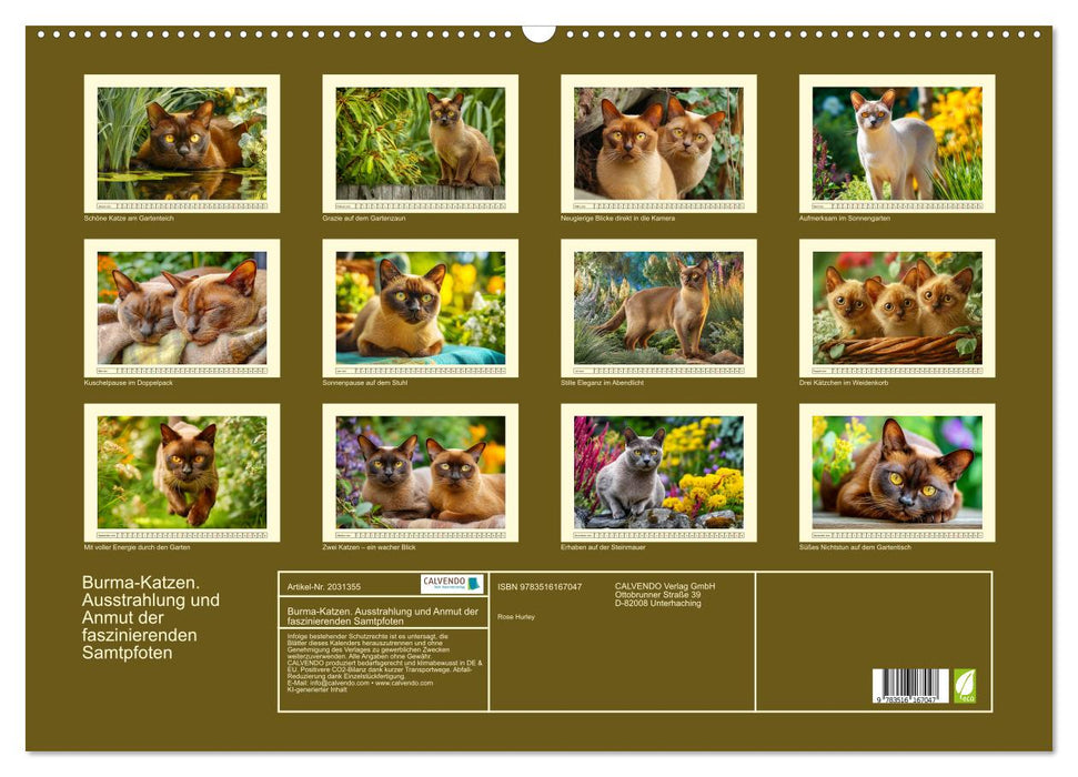 Burma-Katzen. Ausstrahlung und Anmut der faszinierenden Samtpfoten (CALVENDO Wandkalender 2026)