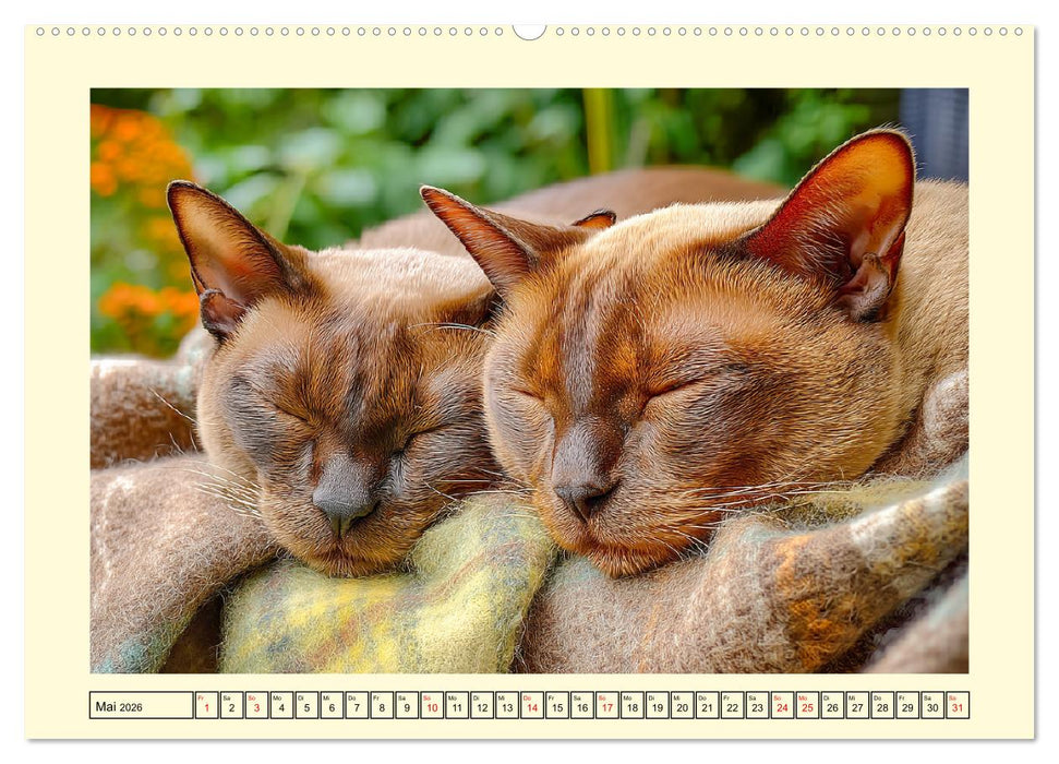 Burma-Katzen. Ausstrahlung und Anmut der faszinierenden Samtpfoten (CALVENDO Wandkalender 2026)
