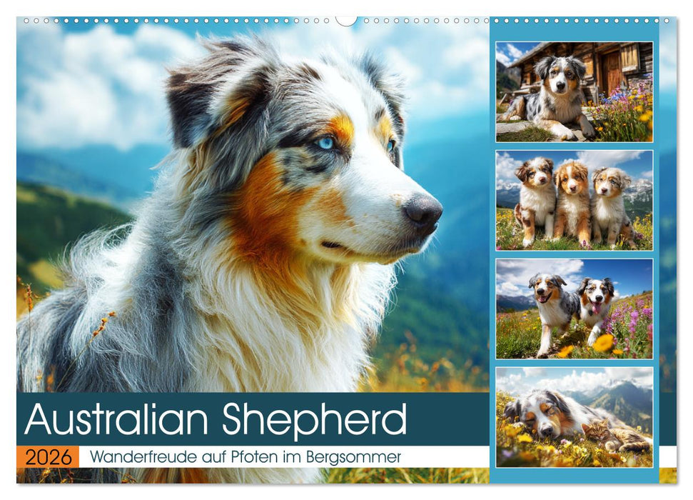 Australian Shepherd. Wanderfreude auf Pfoten im Bergsommer (CALVENDO Wandkalender 2026)