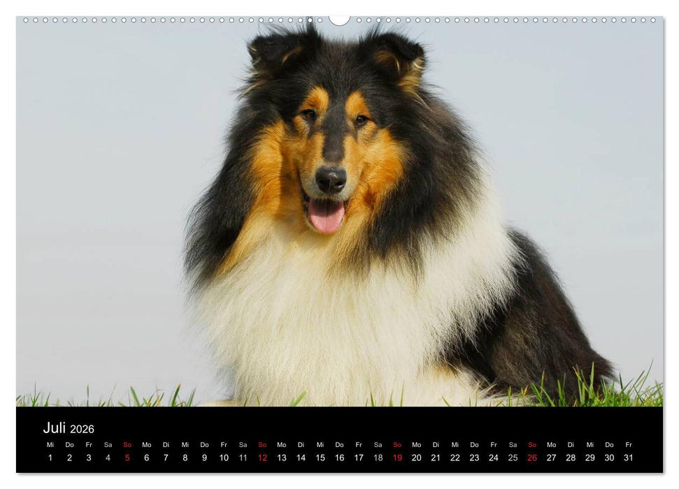 Faszination Collie 2026 (CALVENDO Premium Wandkalender 2026)