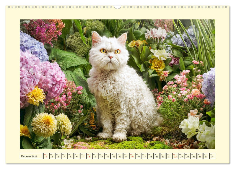 Selkirk Rex Katzen. Lockenzauber im Blumengarten (CALVENDO Wandkalender 2026)