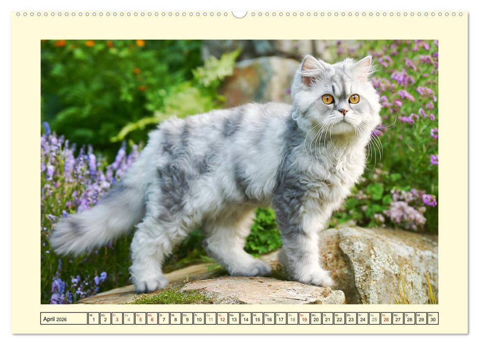 Selkirk Rex Katzen. Lockenzauber im Blumengarten (CALVENDO Wandkalender 2026)
