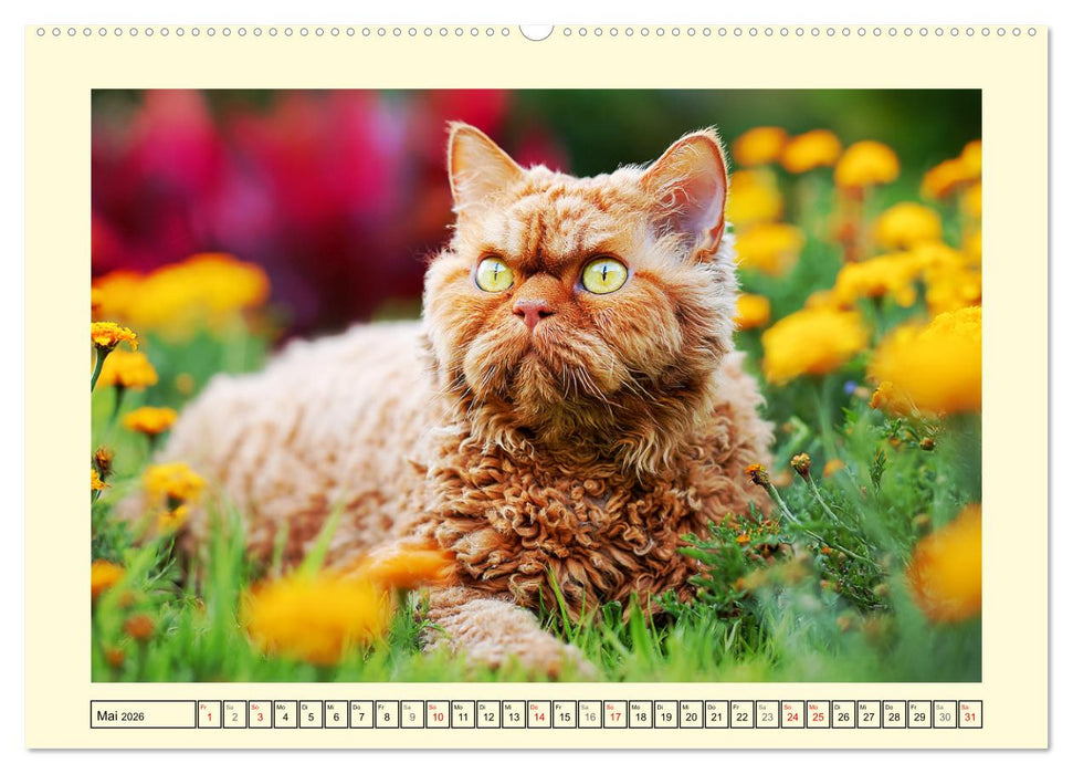 Selkirk Rex Katzen. Lockenzauber im Blumengarten (CALVENDO Wandkalender 2026)
