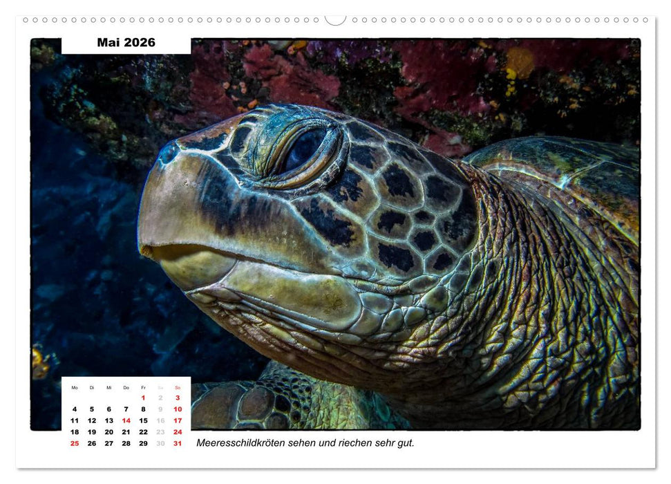 Meeresschildkröten, die Nomaden der Meere (CALVENDO Wandkalender 2026)