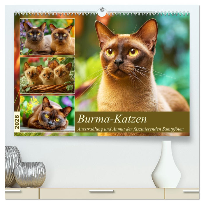 Burma-Katzen. Ausstrahlung und Anmut der faszinierenden Samtpfoten (CALVENDO Premium Wandkalender 2026)