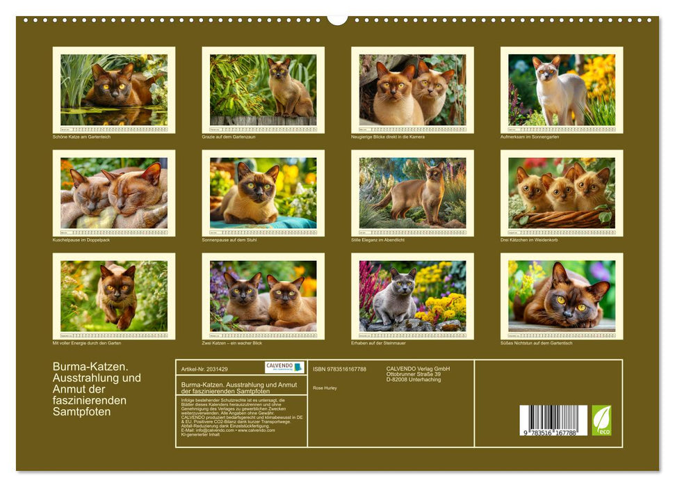 Burma-Katzen. Ausstrahlung und Anmut der faszinierenden Samtpfoten (CALVENDO Premium Wandkalender 2026)