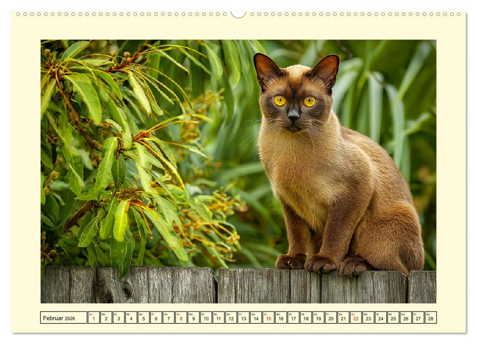 Burma-Katzen. Ausstrahlung und Anmut der faszinierenden Samtpfoten (CALVENDO Premium Wandkalender 2026)