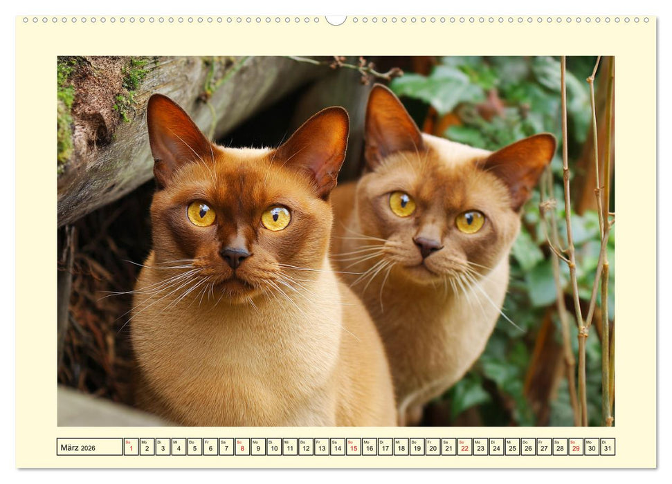 Burma-Katzen. Ausstrahlung und Anmut der faszinierenden Samtpfoten (CALVENDO Premium Wandkalender 2026)