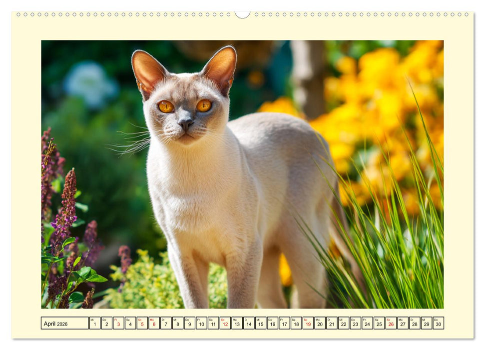 Burma-Katzen. Ausstrahlung und Anmut der faszinierenden Samtpfoten (CALVENDO Premium Wandkalender 2026)