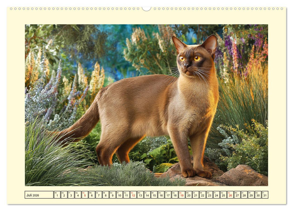 Burma-Katzen. Ausstrahlung und Anmut der faszinierenden Samtpfoten (CALVENDO Premium Wandkalender 2026)