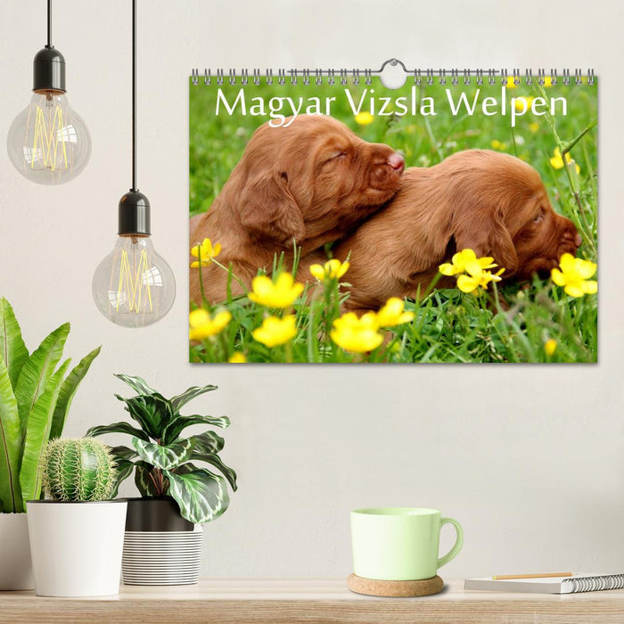 Magyar Vizsla Welpen (CALVENDO Wandkalender 2026)