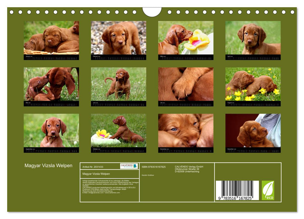 Magyar Vizsla Welpen (CALVENDO Wandkalender 2026)
