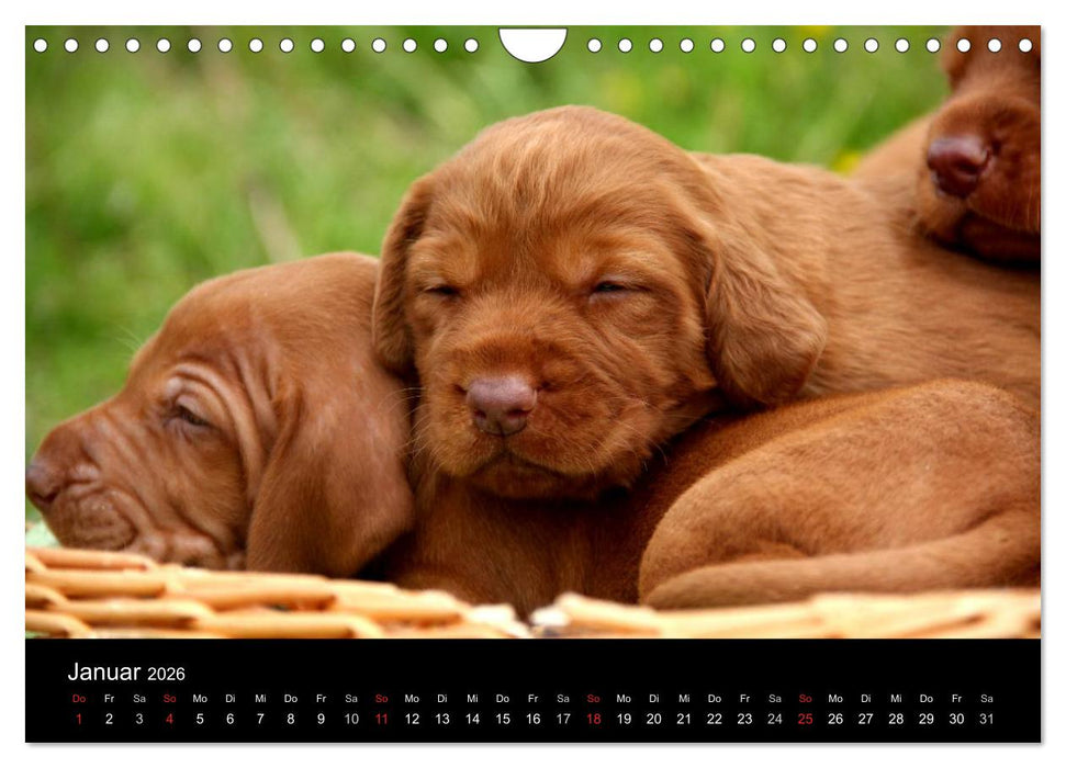 Magyar Vizsla Welpen (CALVENDO Wandkalender 2026)