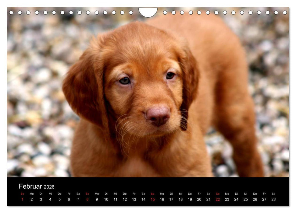 Magyar Vizsla Welpen (CALVENDO Wandkalender 2026)