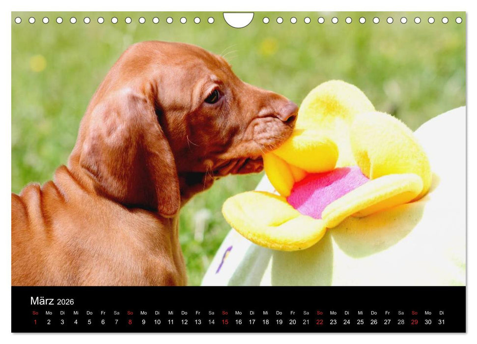 Magyar Vizsla Welpen (CALVENDO Wandkalender 2026)
