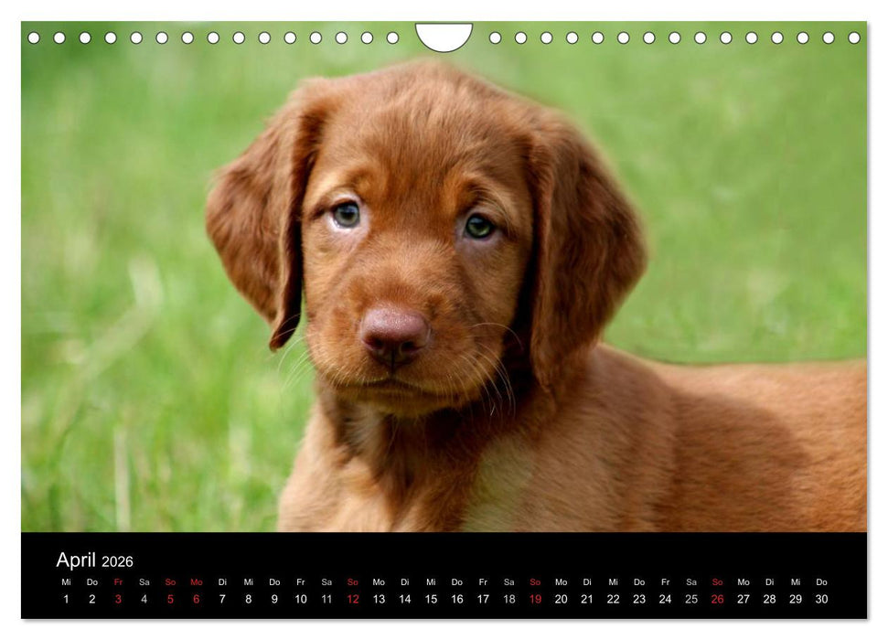 Magyar Vizsla Welpen (CALVENDO Wandkalender 2026)