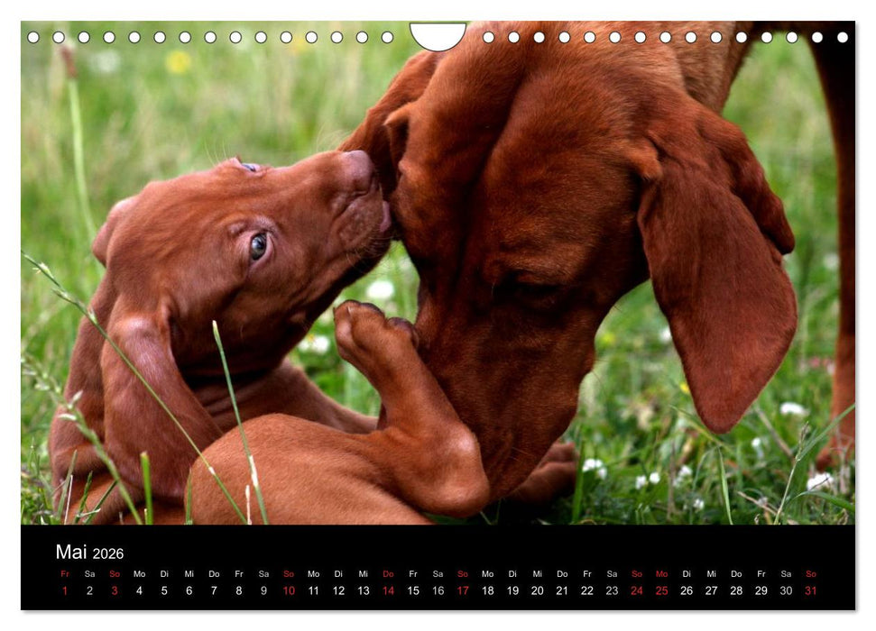 Magyar Vizsla Welpen (CALVENDO Wandkalender 2026)