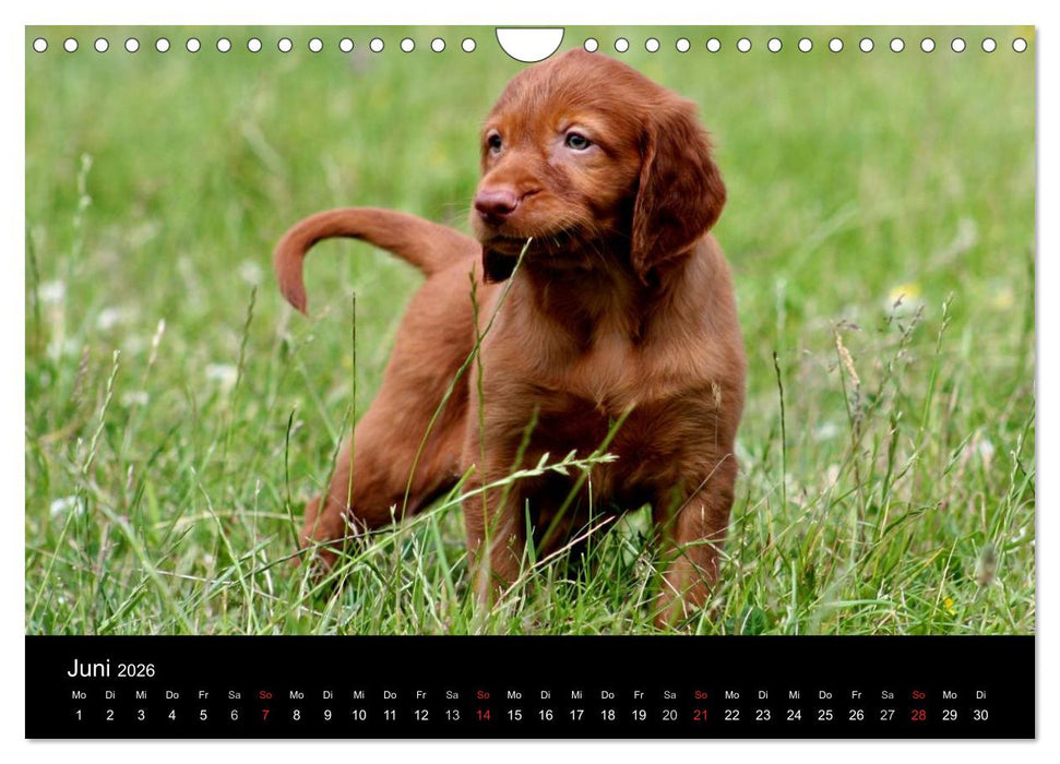 Magyar Vizsla Welpen (CALVENDO Wandkalender 2026)