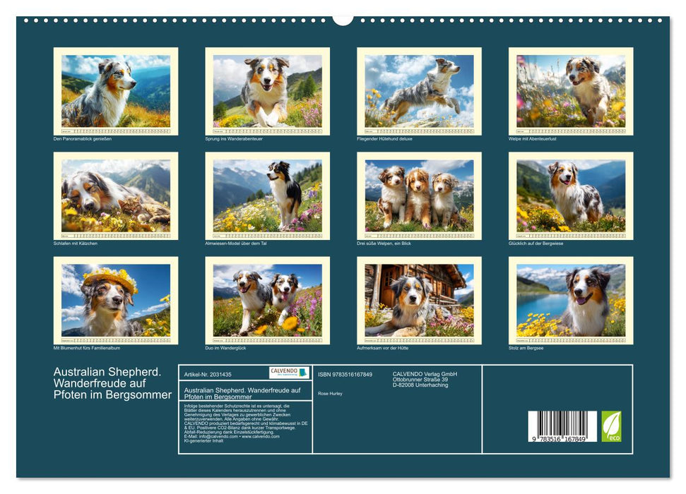 Australian Shepherd. Wanderfreude auf Pfoten im Bergsommer (CALVENDO Premium Wandkalender 2026)