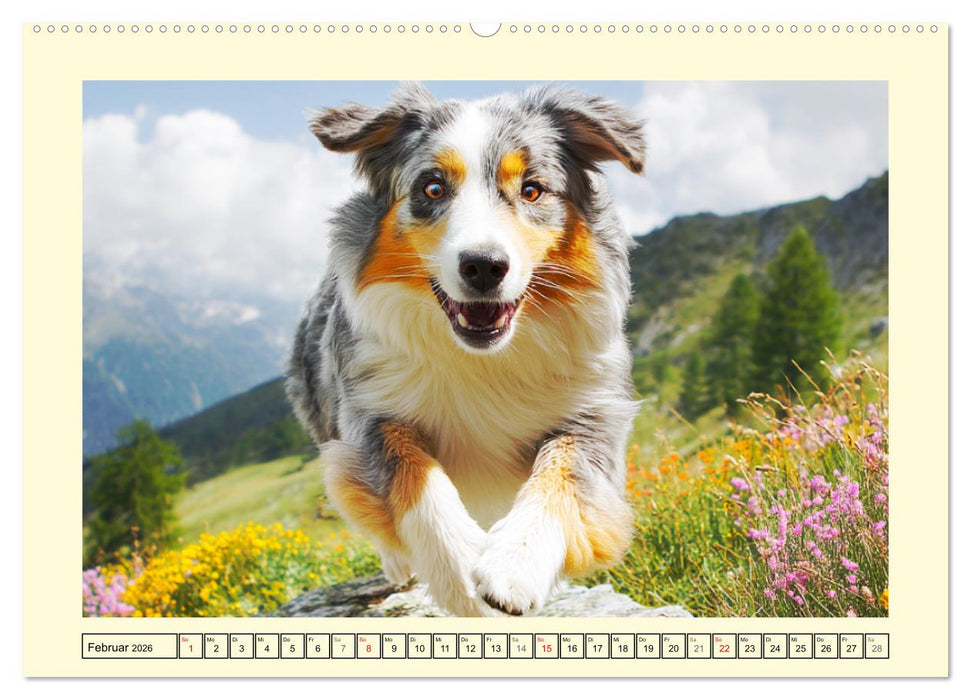 Australian Shepherd. Wanderfreude auf Pfoten im Bergsommer (CALVENDO Premium Wandkalender 2026)