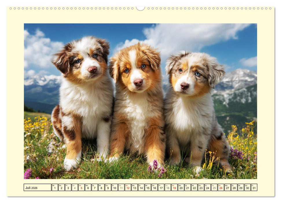 Australian Shepherd. Wanderfreude auf Pfoten im Bergsommer (CALVENDO Premium Wandkalender 2026)