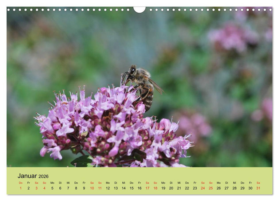 Bienen bei der Arbeit (CALVENDO Wandkalender 2026)