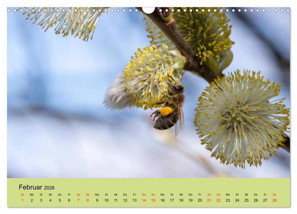 Bienen bei der Arbeit (CALVENDO Wandkalender 2026)