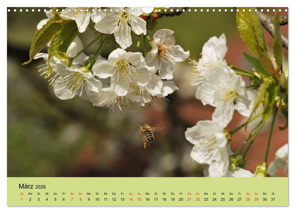 Bienen bei der Arbeit (CALVENDO Wandkalender 2026)