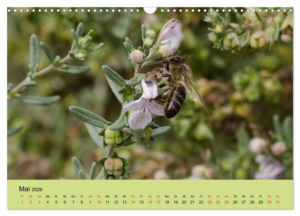 Bienen bei der Arbeit (CALVENDO Wandkalender 2026)