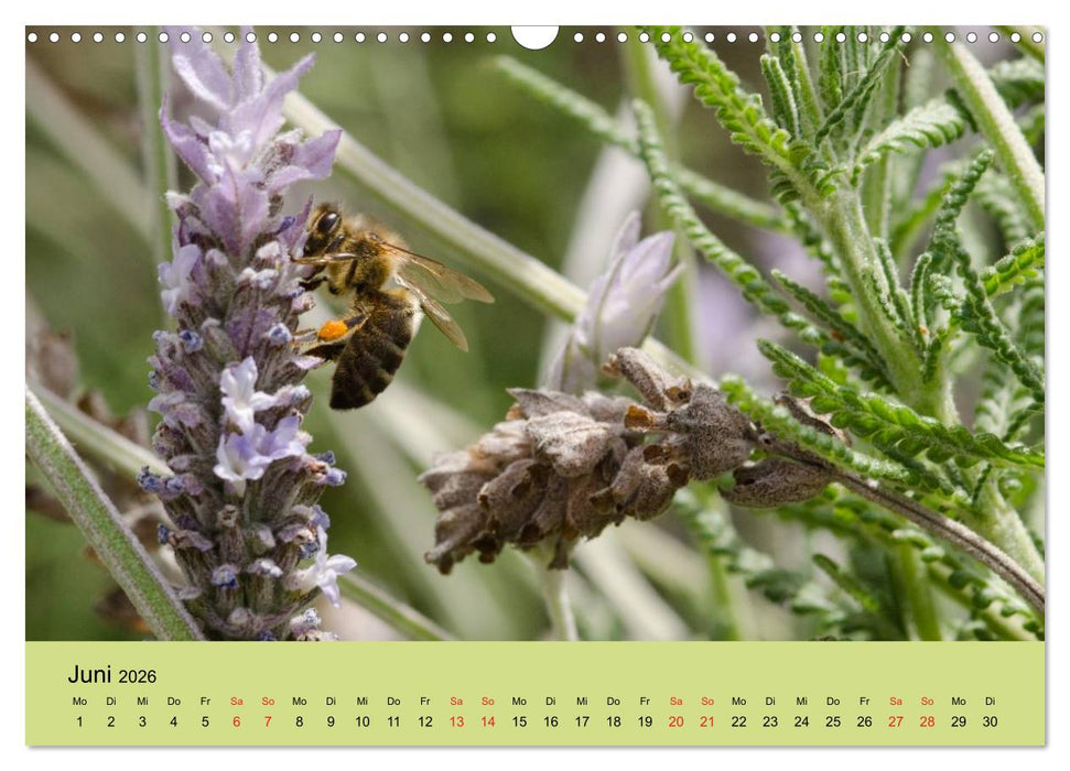 Bienen bei der Arbeit (CALVENDO Wandkalender 2026)
