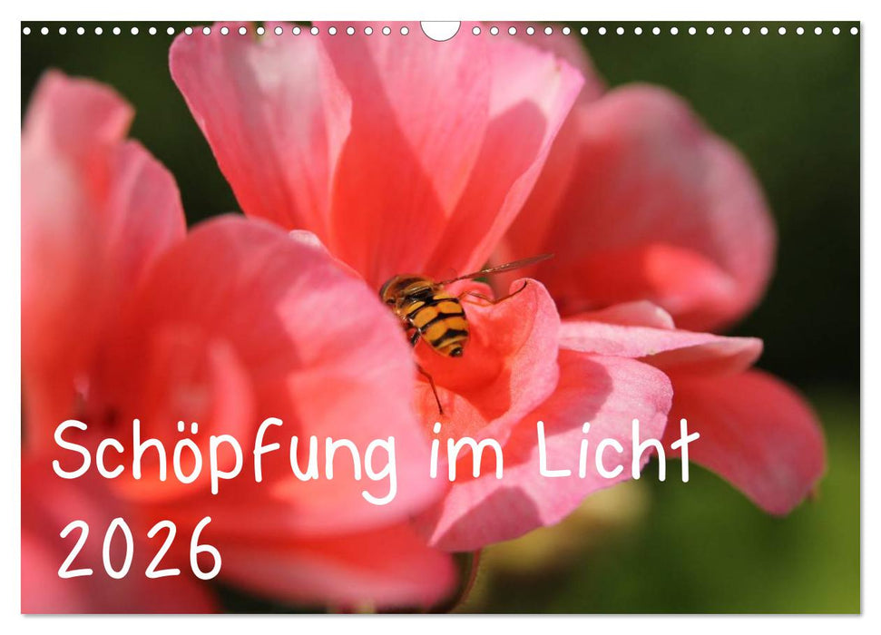 Schöpfung im Licht (CALVENDO Wandkalender 2026)