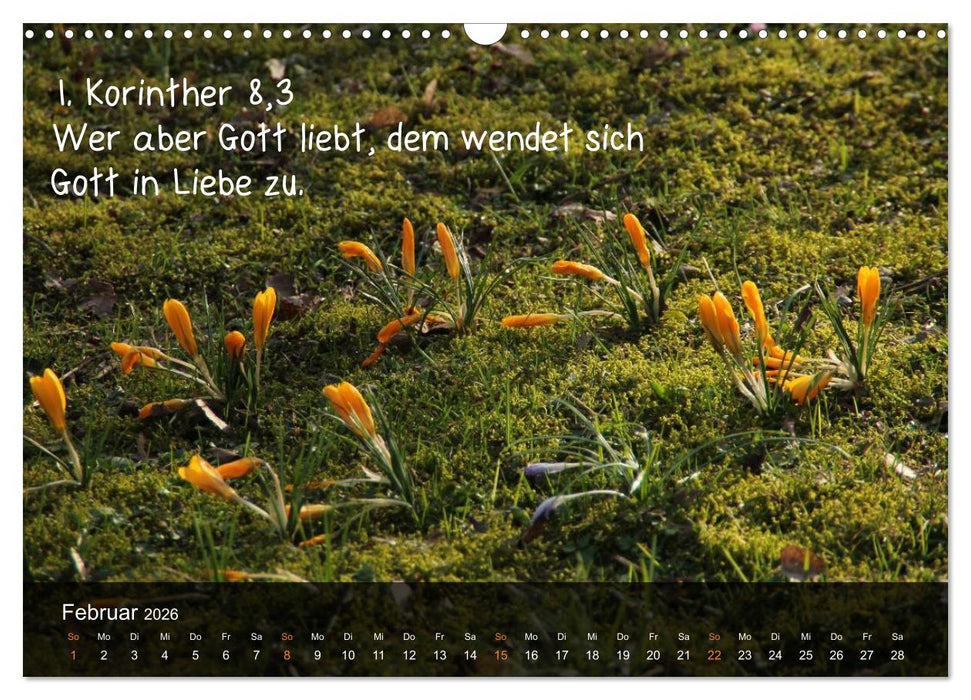 Schöpfung im Licht (CALVENDO Wandkalender 2026)