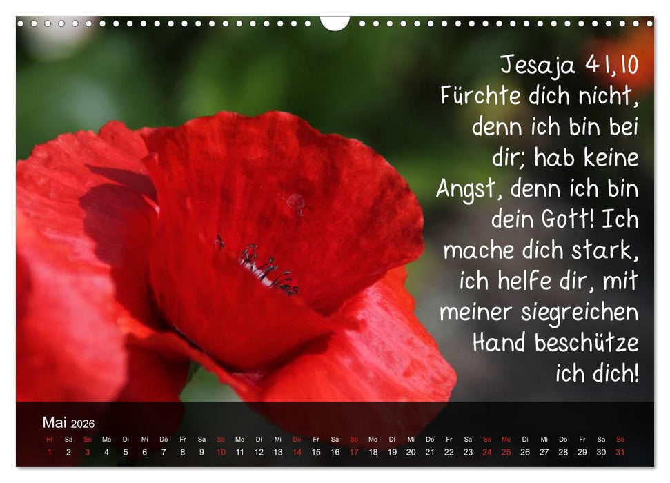 Schöpfung im Licht (CALVENDO Wandkalender 2026)