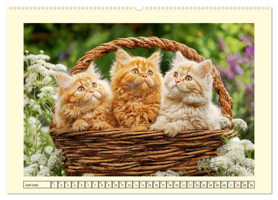 Selkirk Rex Katzen. Lockenzauber im Blumengarten (CALVENDO Premium Wandkalender 2026)