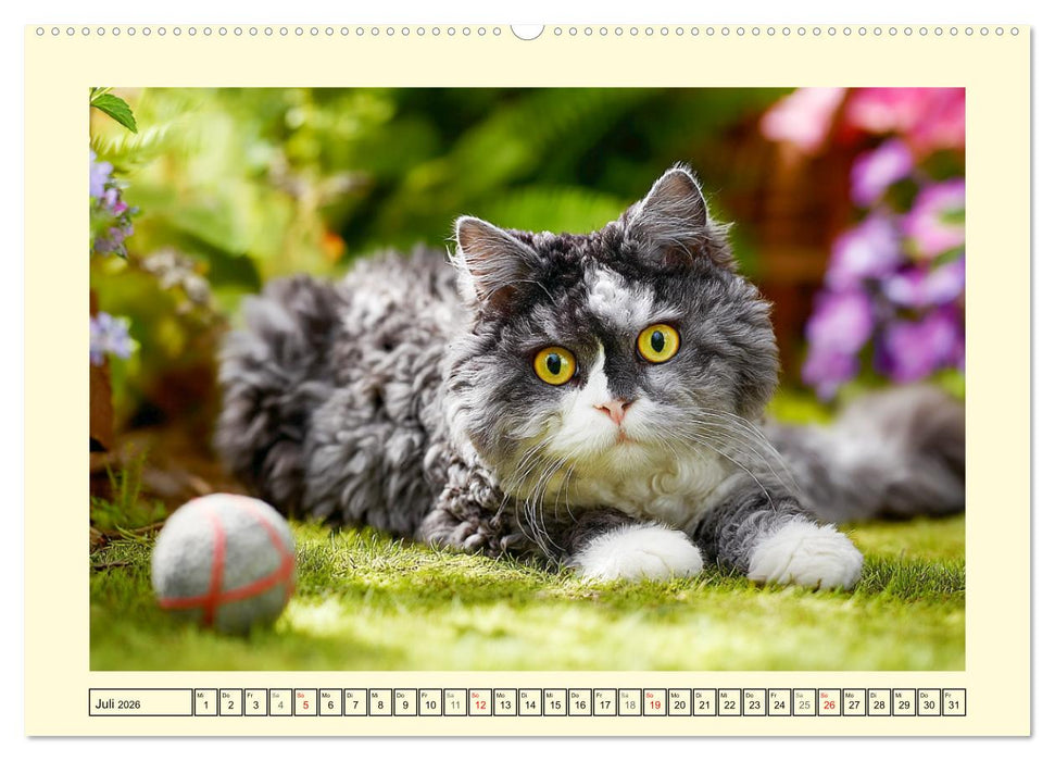Selkirk Rex Katzen. Lockenzauber im Blumengarten (CALVENDO Premium Wandkalender 2026)