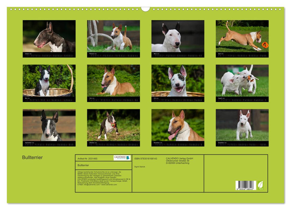 Bullterrier (CALVENDO Wandkalender 2026)
